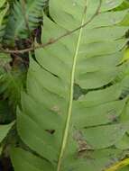 Imagem de Cyathea horrida (L.) Sm.