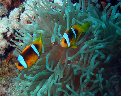 Image of Clownfish