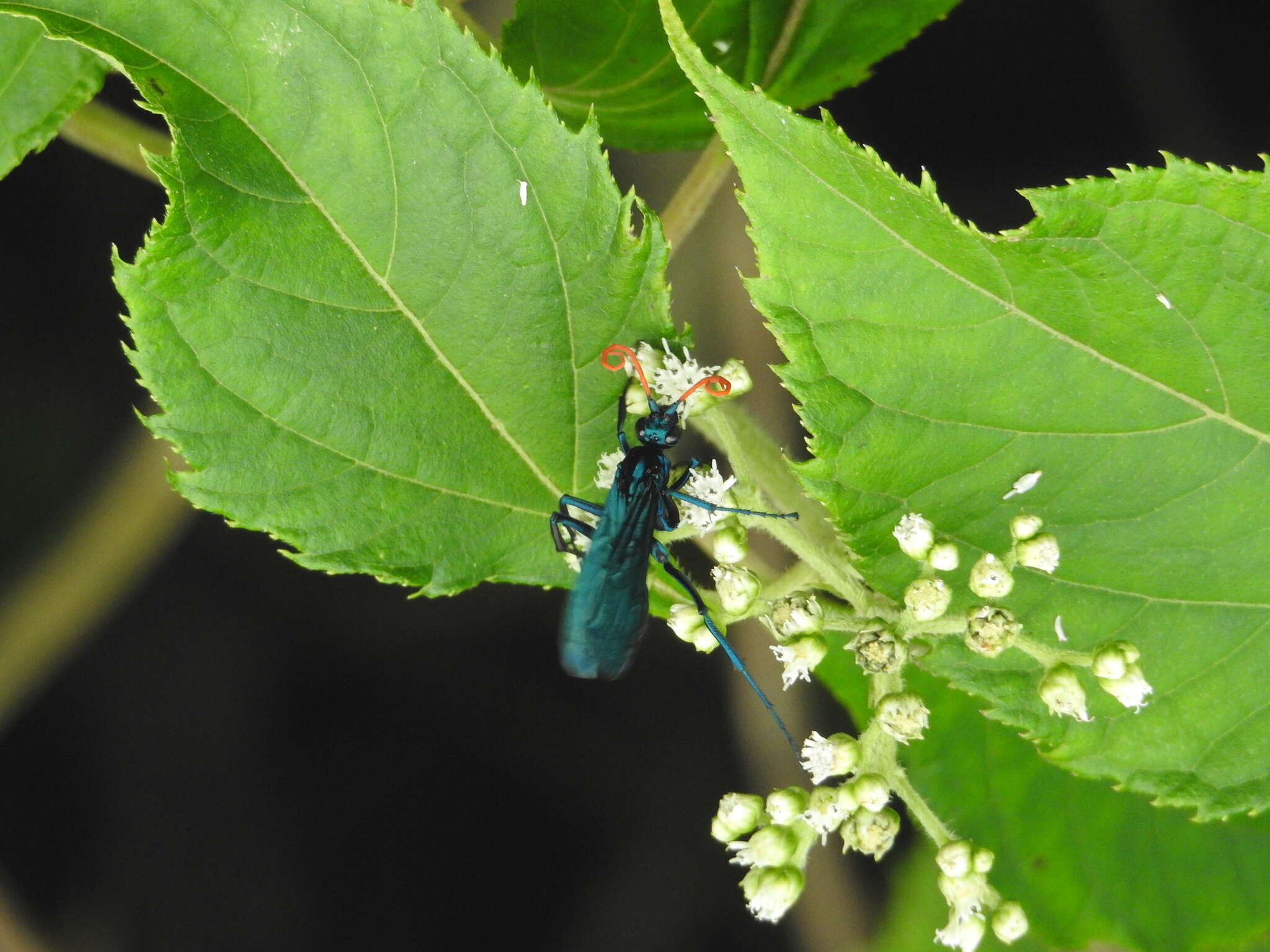 صورة Pepsis ruficornis (Fabricius 1775)