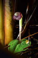 Image of Corybas rotundifolius (Hook. fil.) Rchb. fil.