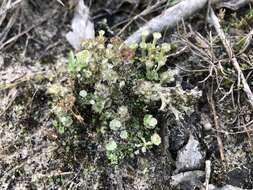 Image of cup lichen