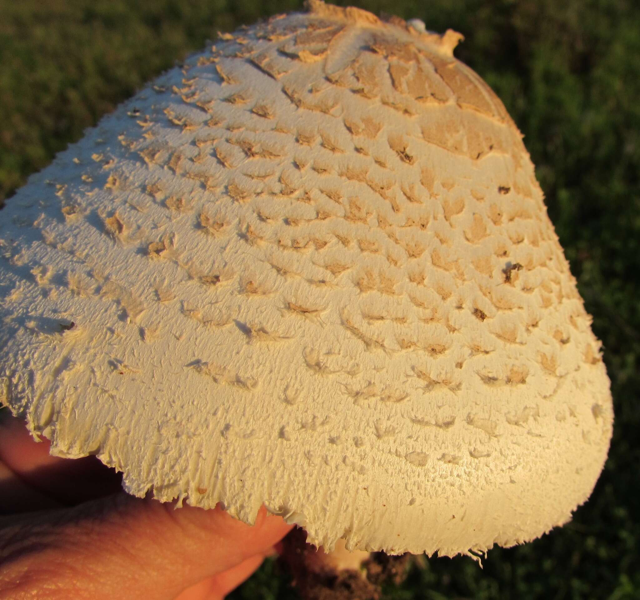 Image of Green-spored parasol