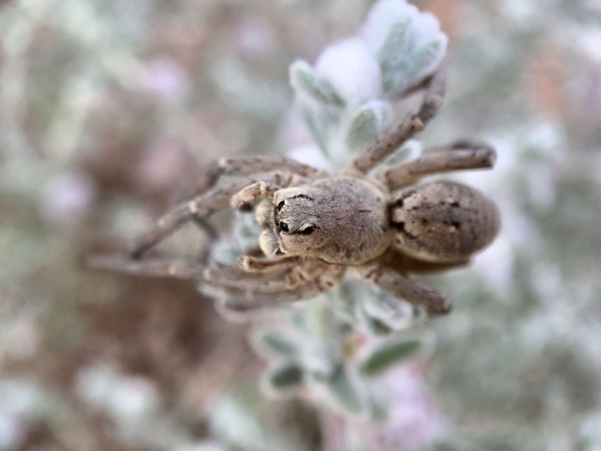 Image of Portacosa cinerea Framenau 2017