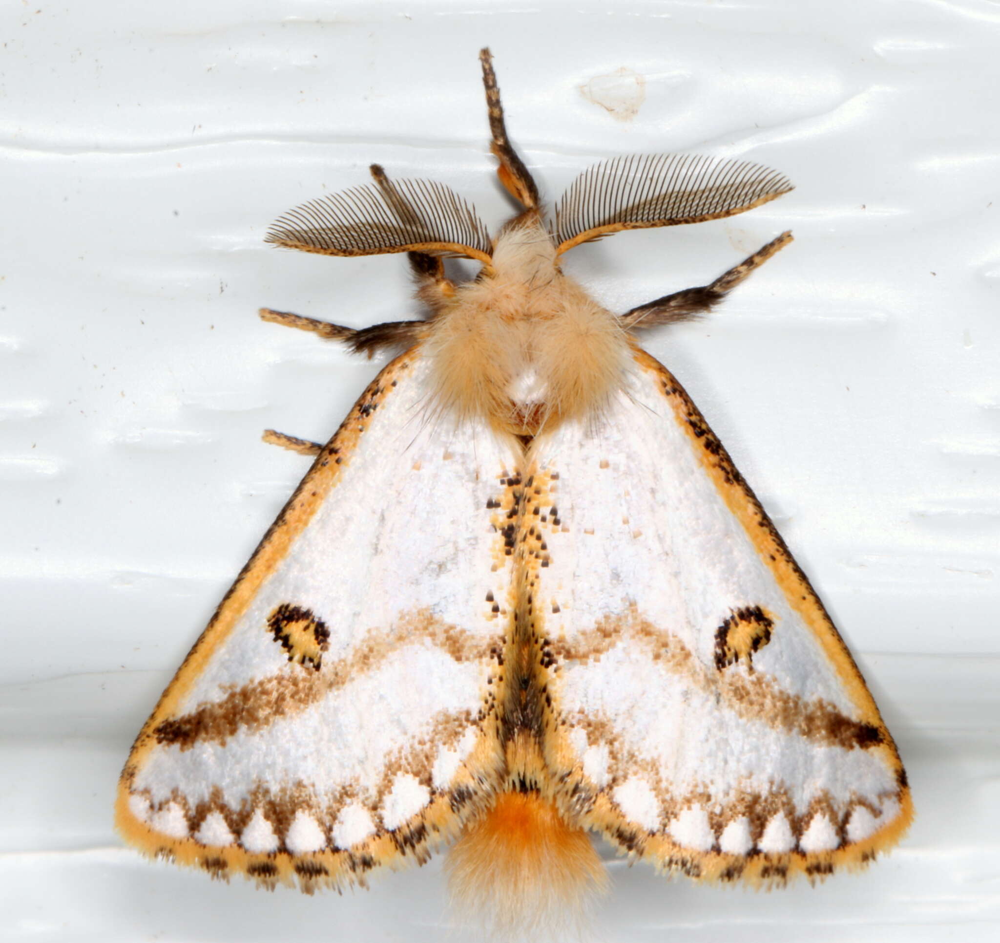 Image of Epicoma melanosticta Don.