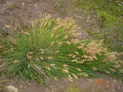 Image of Poa chathamica Petrie