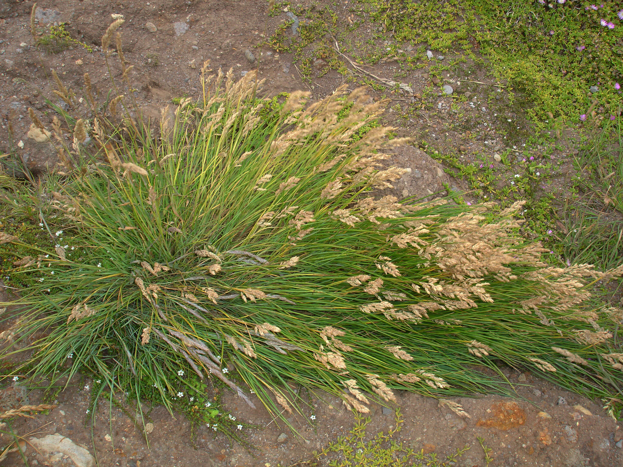 Image of Poa chathamica Petrie