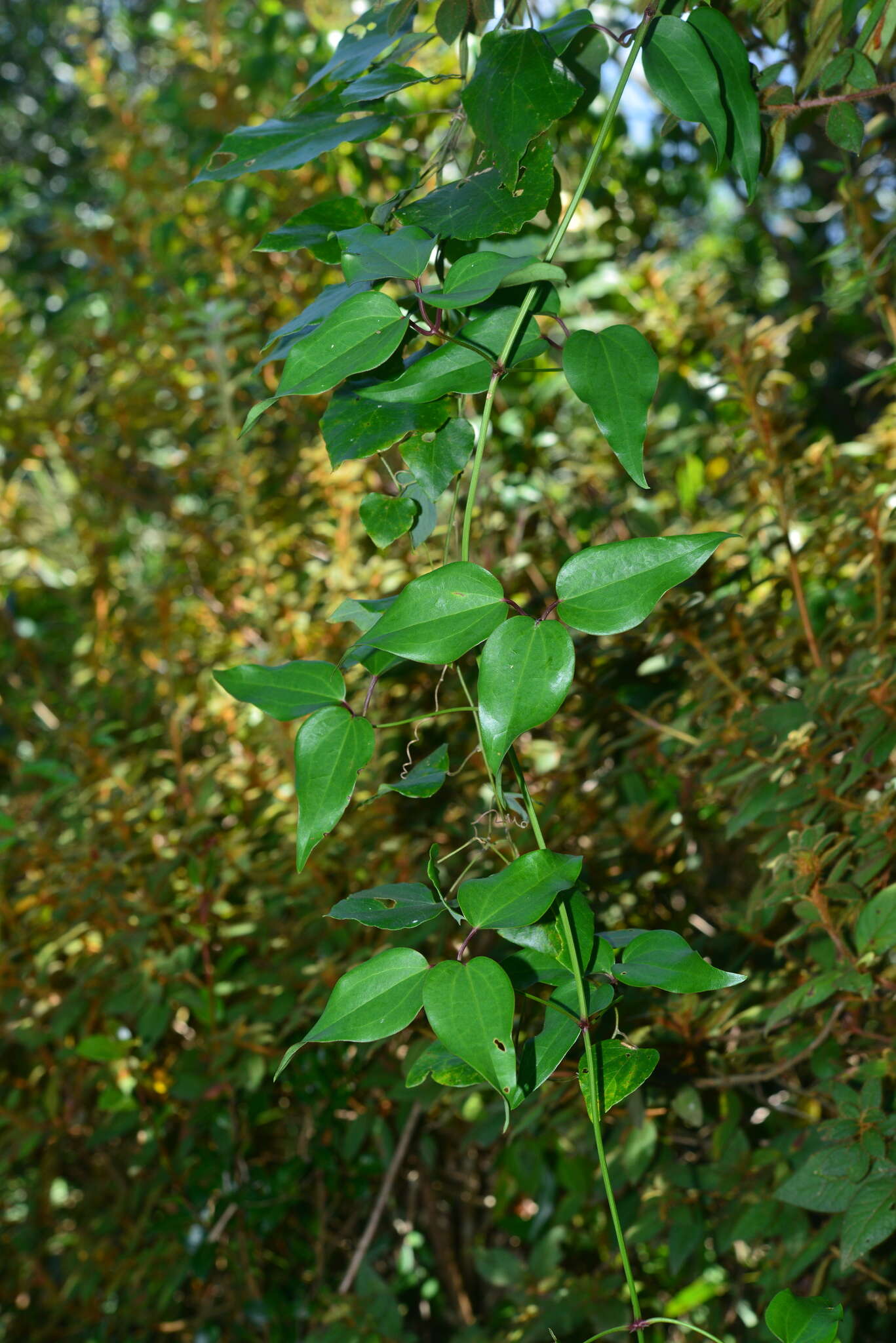 Plancia ëd Clematis meyeniana Walp.