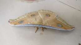 Image of Tasar Silkmoth