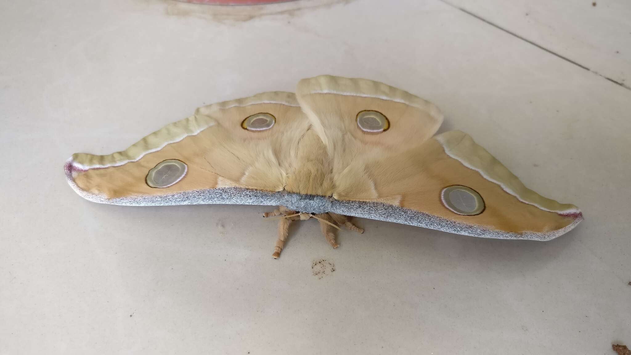 Image of Tasar Silk Moth