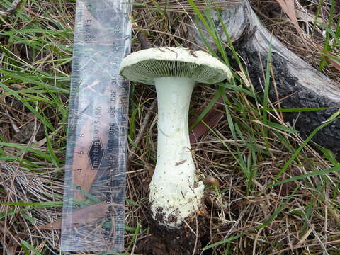 Imagem de Amanita austroviridis O. K. Mill. 1992