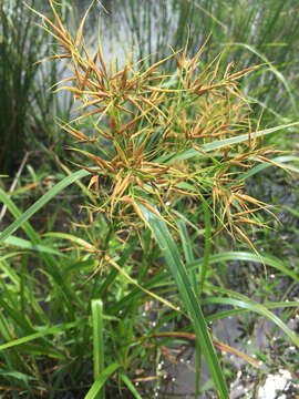 Image of Short-Bristle Horned Beak Sedge