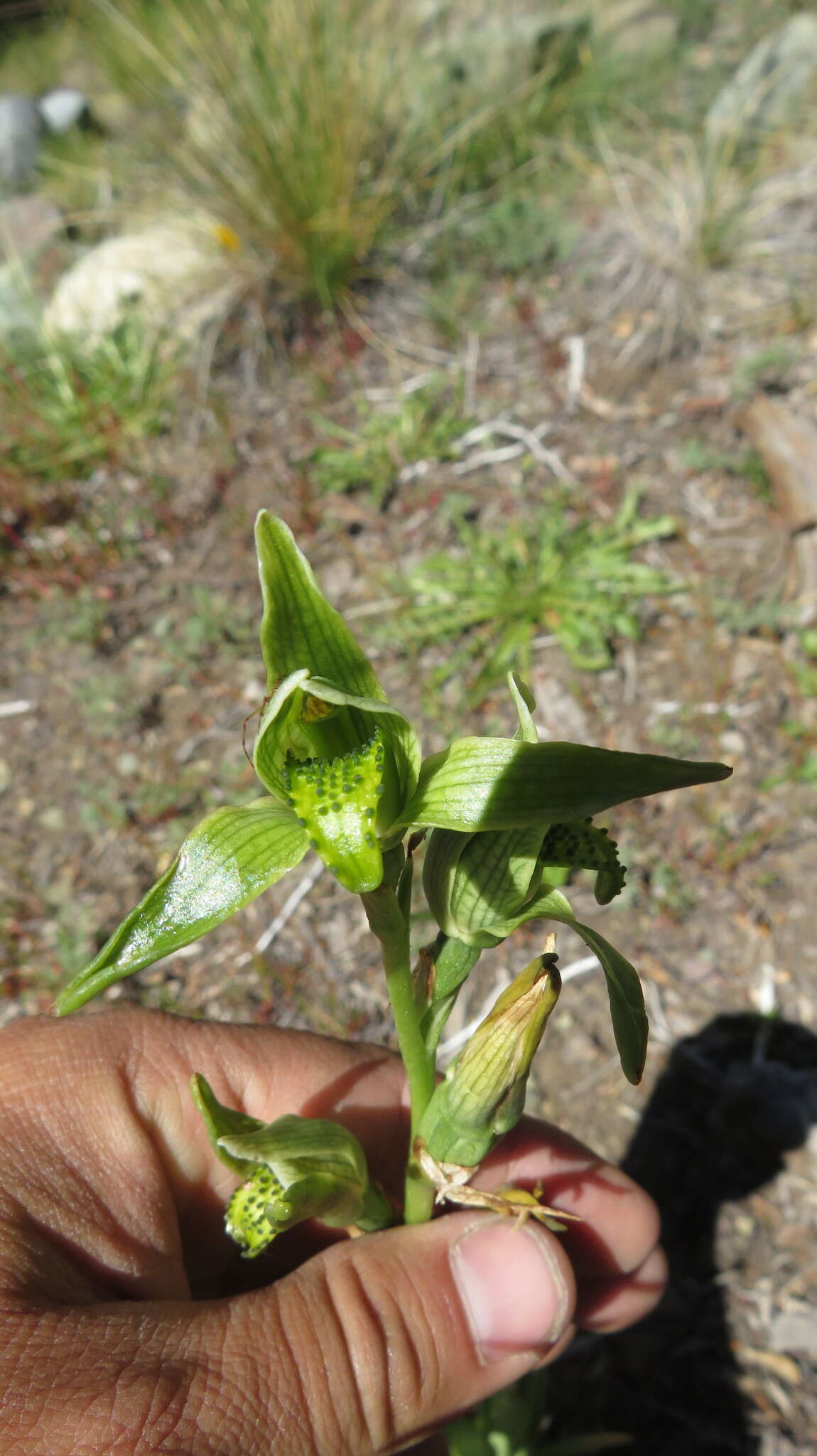 Image de Chloraea viridiflora Poepp.