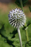 Echinops exaltatus Schrad.的圖片