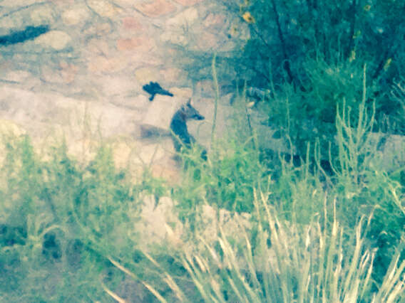 Image of Grey Foxes