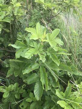 Image of Vitex obovata E. Mey.