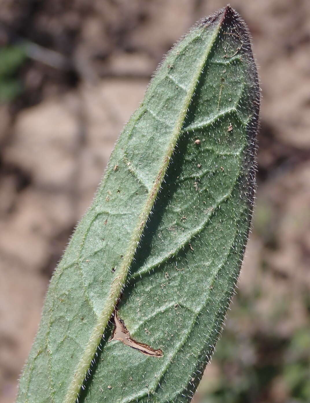 Image of Cynoglossum hispidum Thunb.