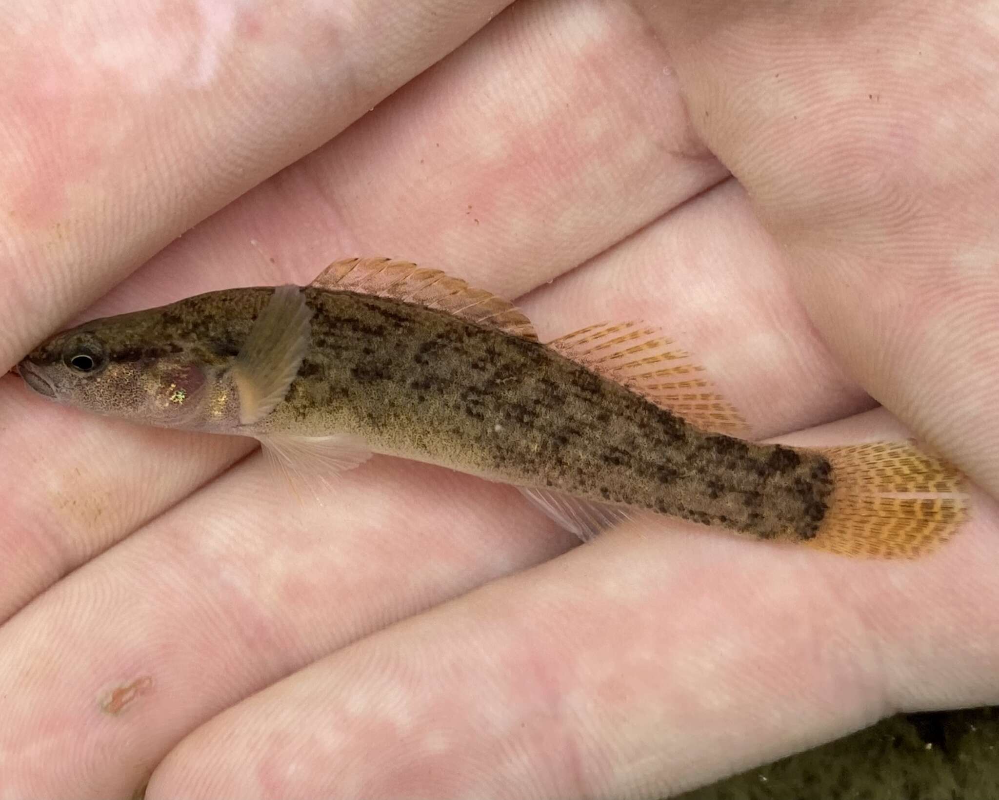 Image of Dirty darter