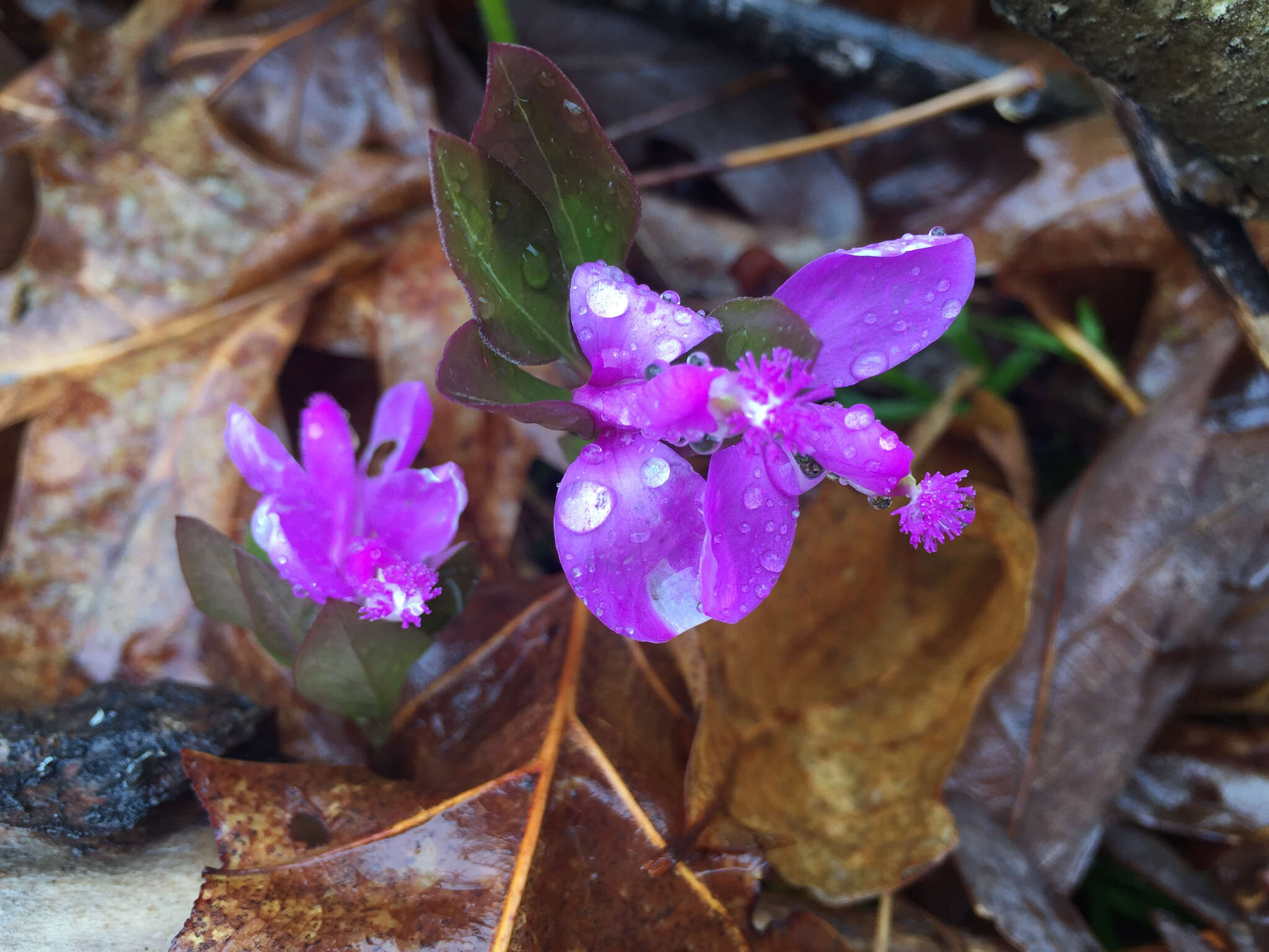 Image de Polygaloides paucifolia (Willd.) J. R. Abbott