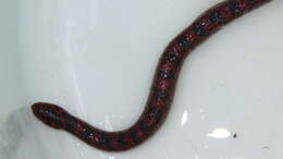 Image of Blotched Hooknose Snake