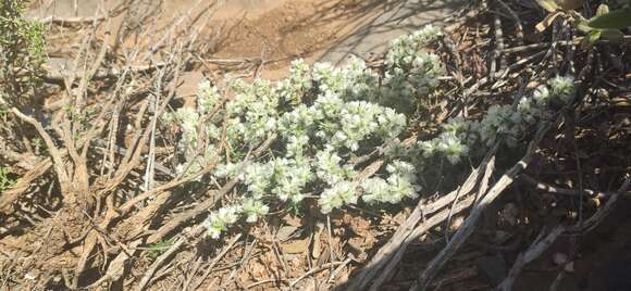 Image of Paronychia capitata (L.) Lam.