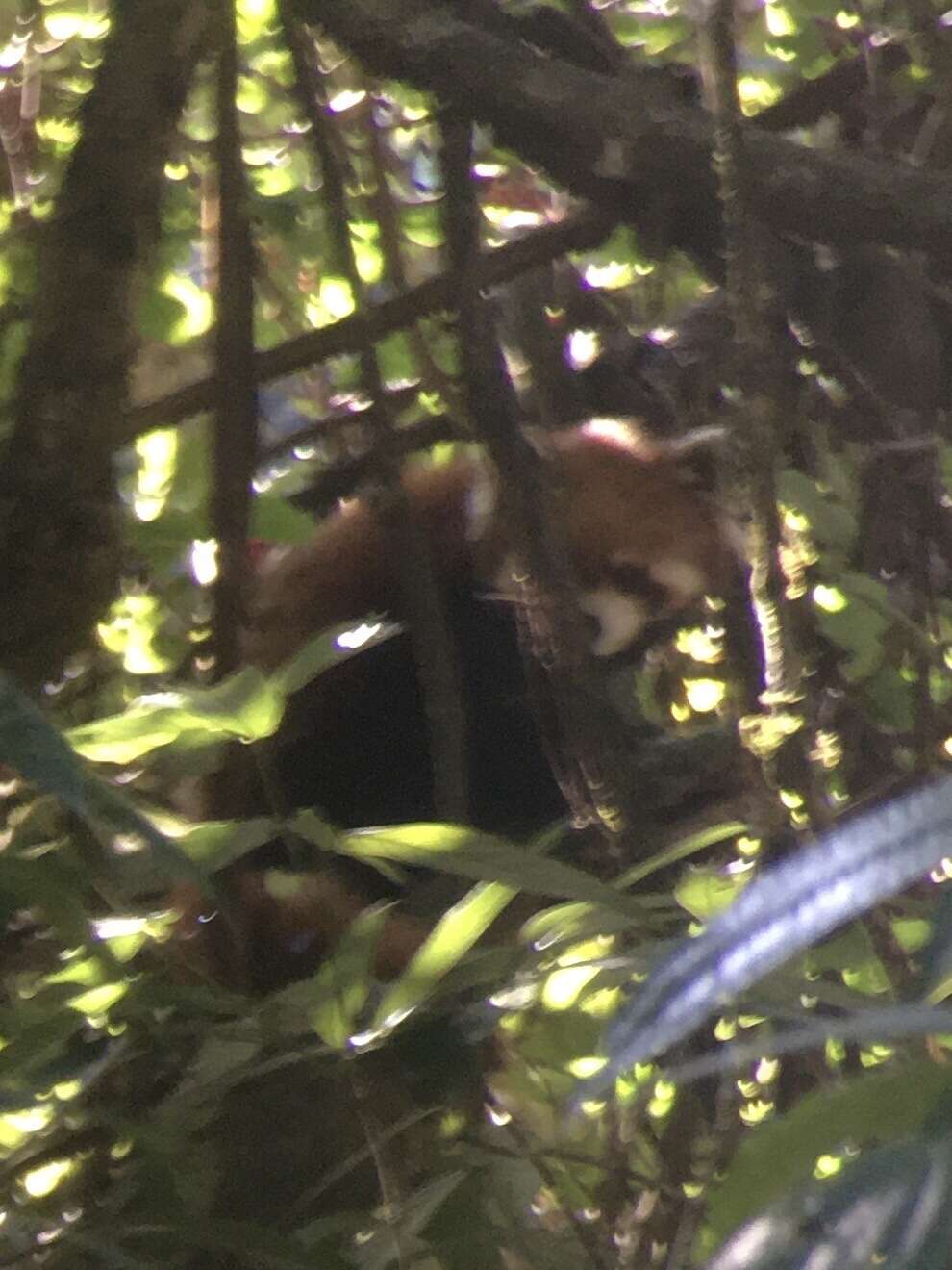 Imagem de Ailurus fulgens styani Thomas 1902