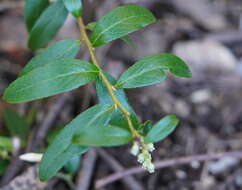 Image de Gaultheria appressa A. W. Hill