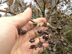 Image of Berberis glaucocarpa Stapf