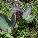 صورة Eucomis schijffii Reyneke