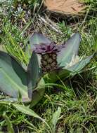 صورة Eucomis schijffii Reyneke