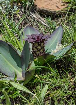 صورة Eucomis schijffii Reyneke