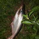 Image of Pangas catfish
