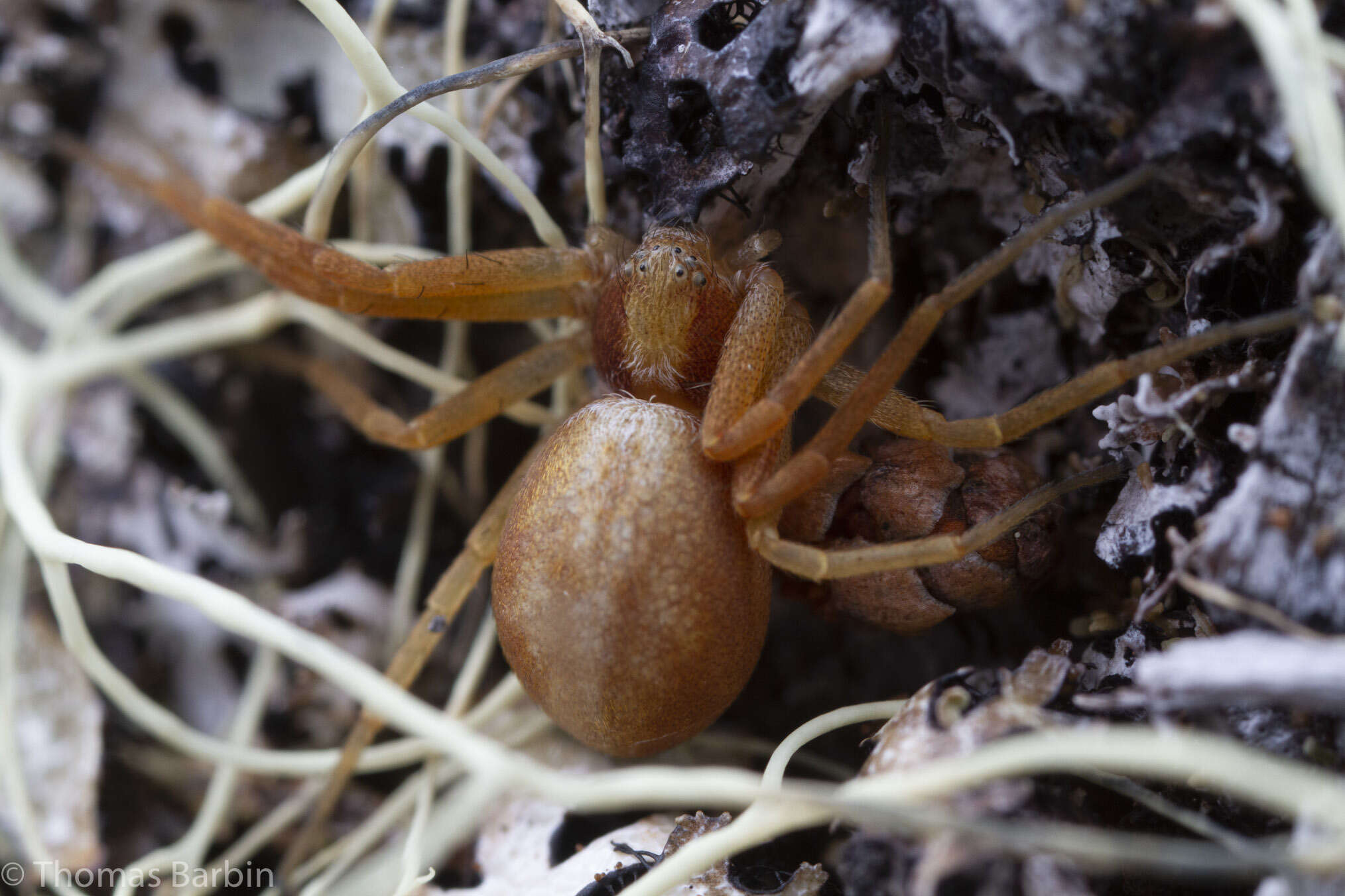 Image of Philodromus rufus pacificus Banks 1898