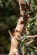 Sivun Banksia sessilis (Knight) A. R. Mast & K. R. Thiele kuva