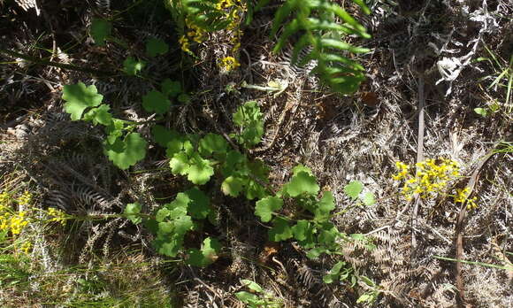 Image of Cineraria lobata L'Hér.