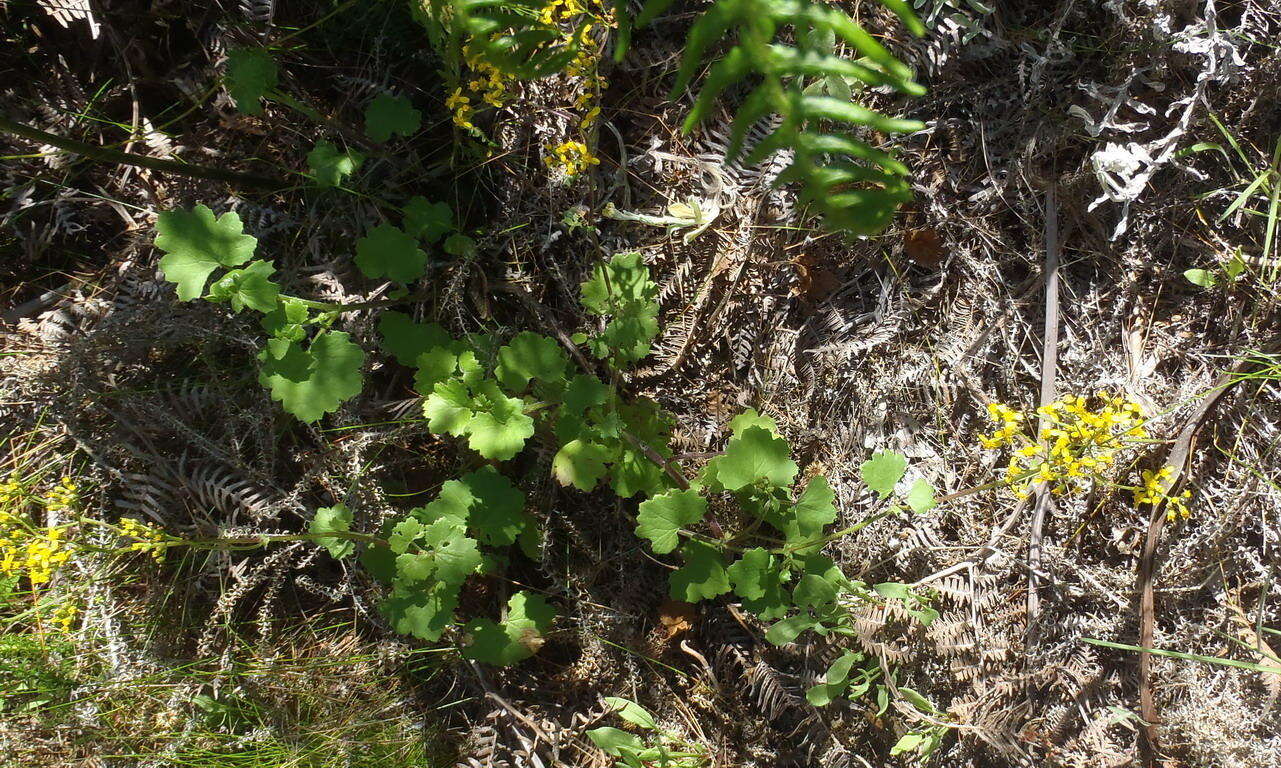 Image of Cineraria lobata subsp. lobata