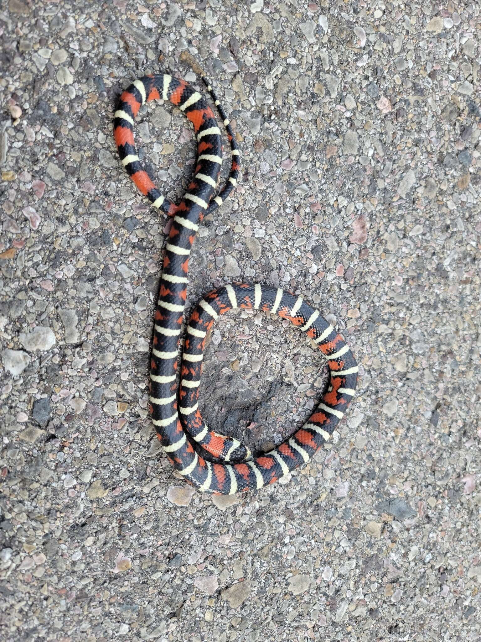 صورة Lampropeltis pyromelana infralabialis Tanner 1953