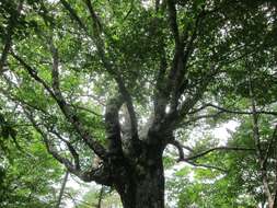 Image de Fagus crenata Blume