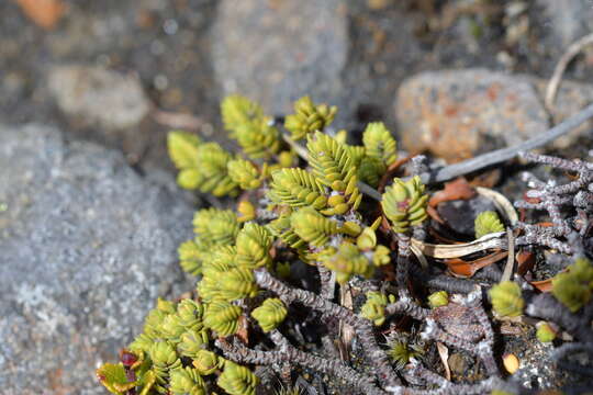 Image of Pimelea prostrata var. alpina Cheesem.