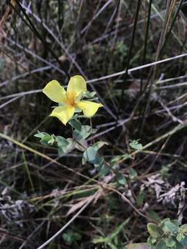 Image of fourpetal St. Johnswort