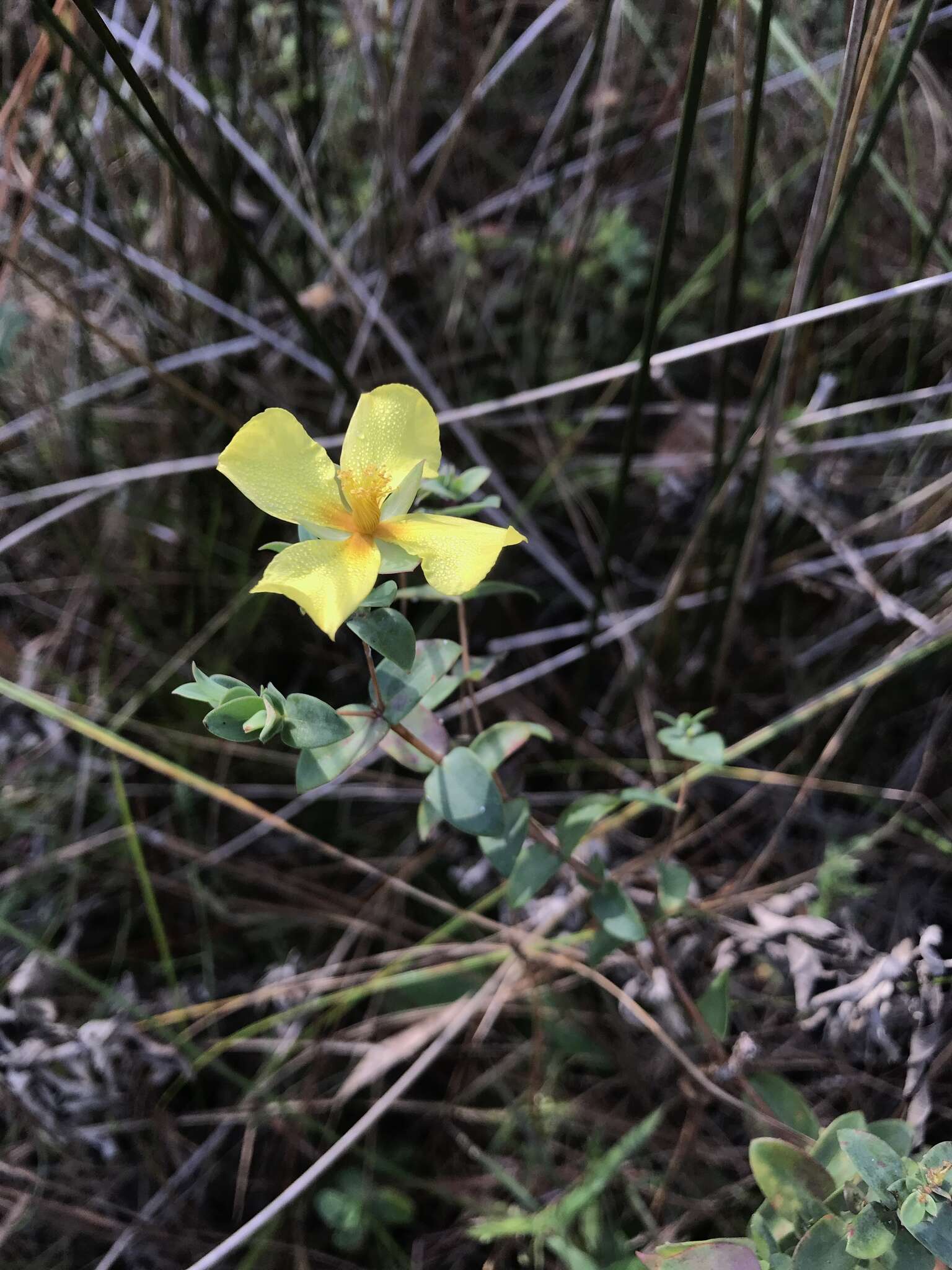 Plancia ëd Hypericum tetrapetalum Lam.