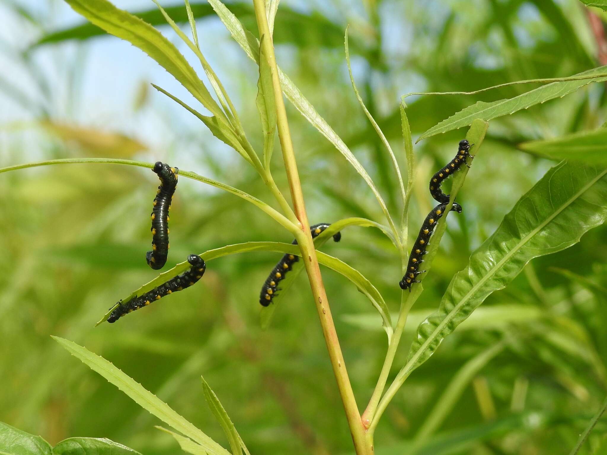 Image of <i>Euura ventralis</i>