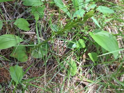 Imagem de Platanthera hookeri (Torr.) Lindl.