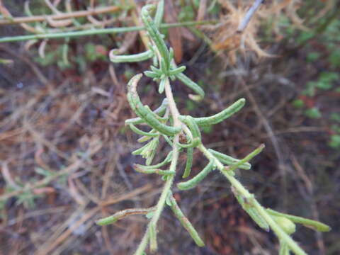 Image of Dittrichia viscosa subsp. revoluta (Hoffmgg. & Link) P. Silva & Tutin