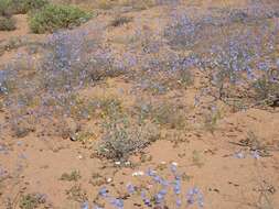 Imagem de Heliophila lactea Schltr.