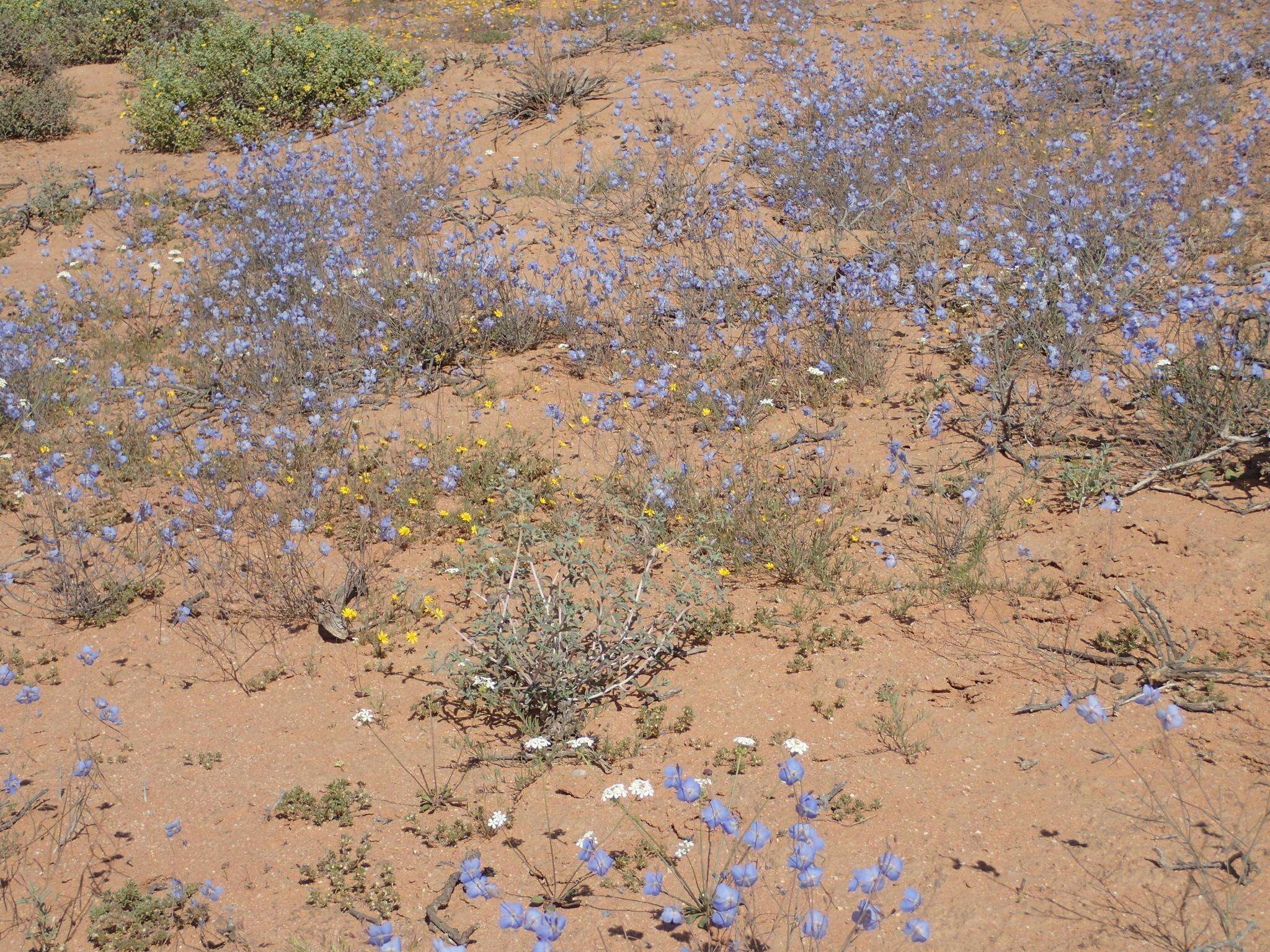 Imagem de Heliophila lactea Schltr.