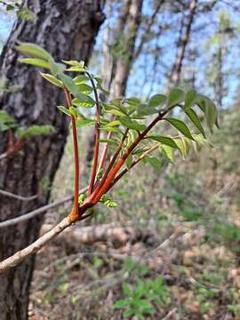 Image of Toxicodendron trichocarpum (Miq.) Kuntze