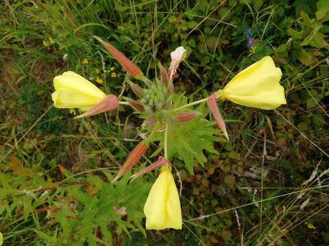 Image of redsepal evening primrose