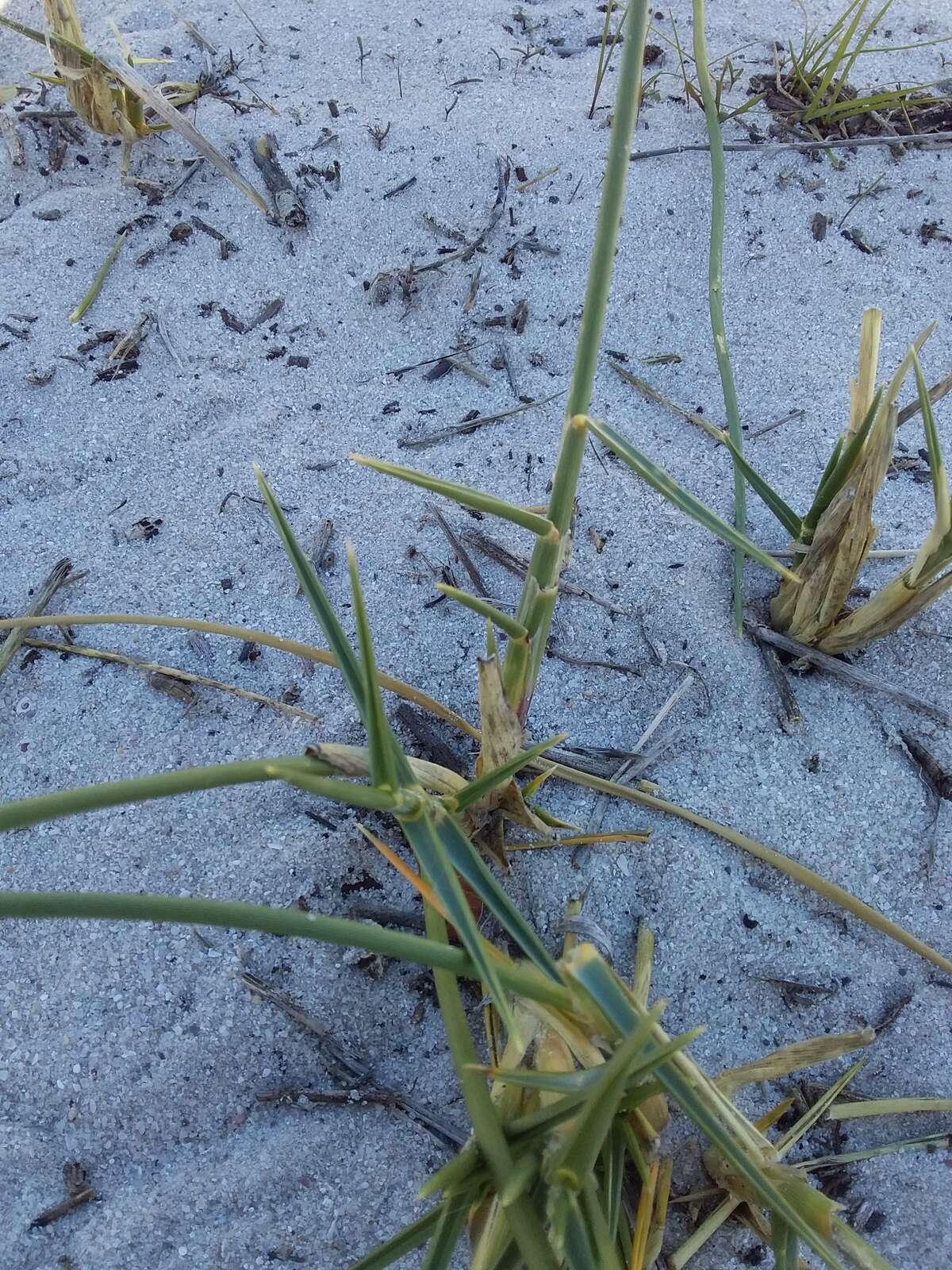 Image of pyp grass