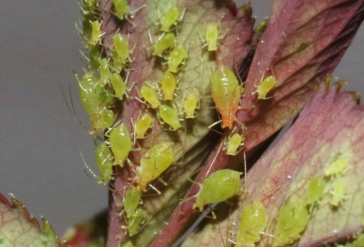 Image of Aphid