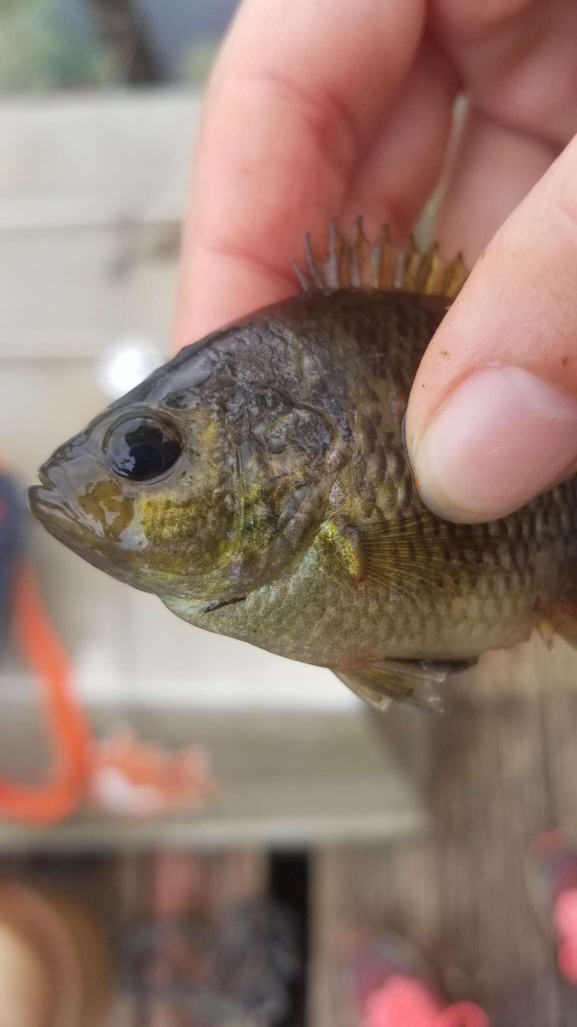 Image of Bantam Sunfish